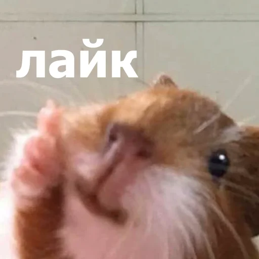 Стикер